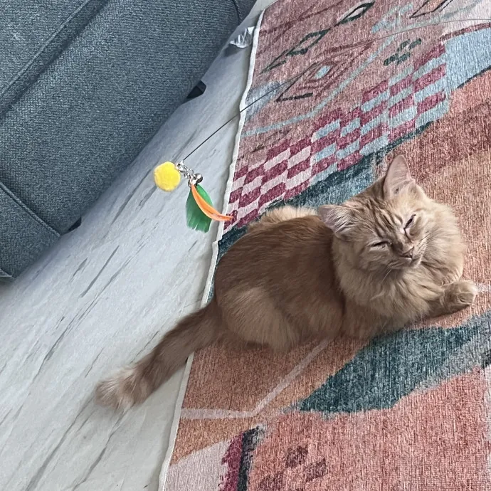 Fun Loving Playful Cat Lady