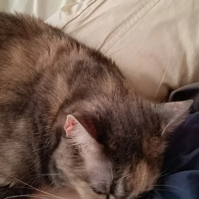 Fun Loving Playful Cat Lady