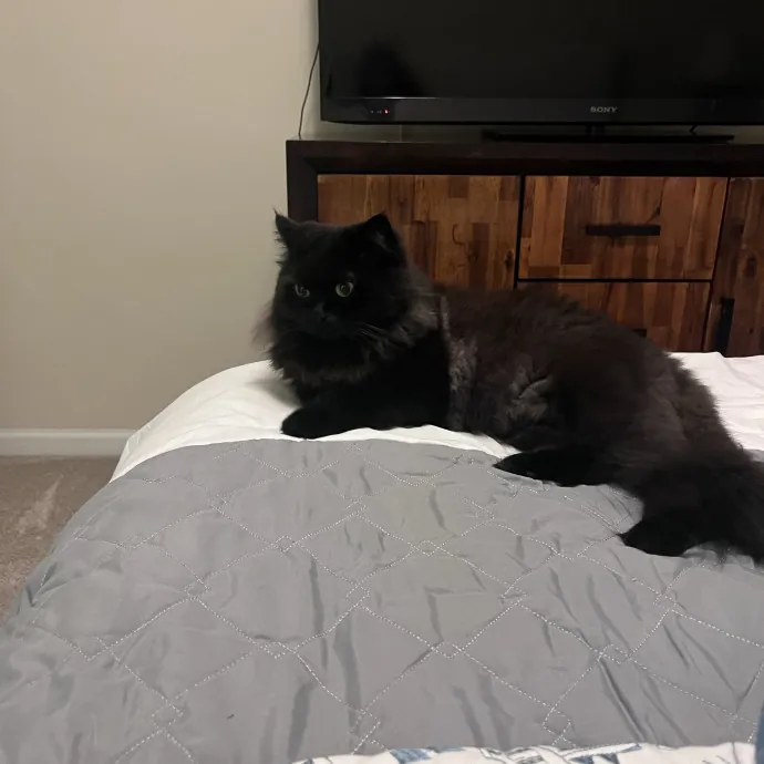 Fun Loving Playful Cat Lady