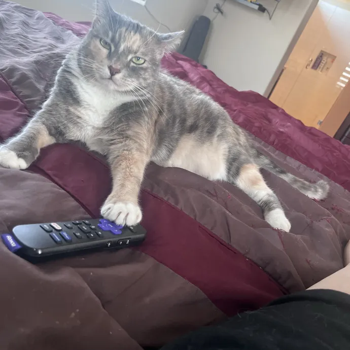 Fun Loving Playful Cat Lady