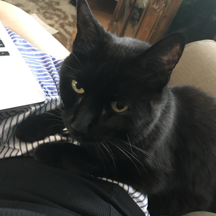 Cyn The Cat Mom photo 3