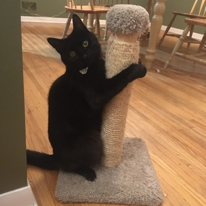 Cyn The Cat Mom photo 2