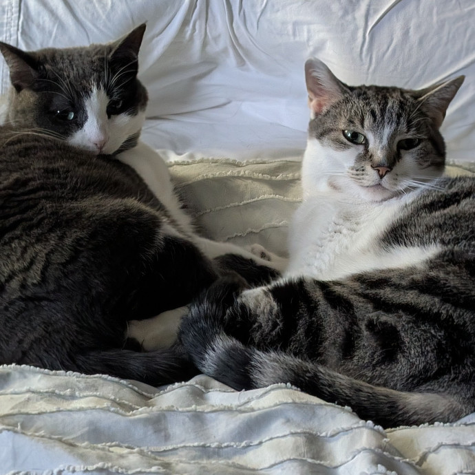 Lap Of Luxury