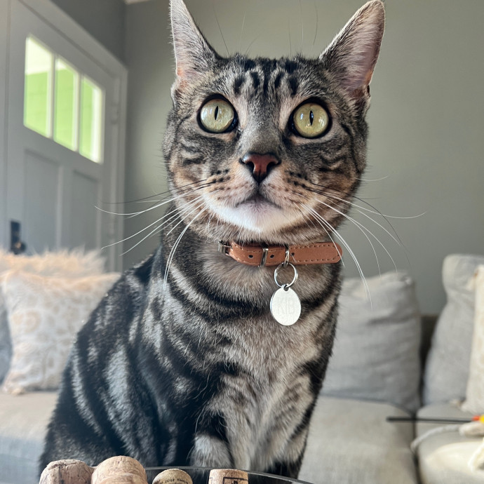 Precious Paws As  Every Paw Is Precious