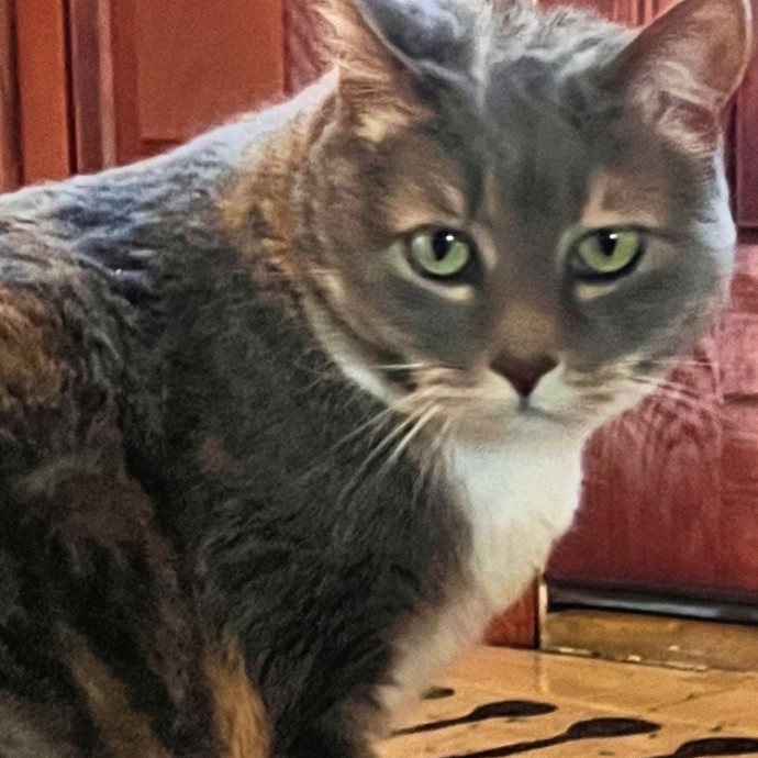 Precious Paws As  Every Paw Is Precious
