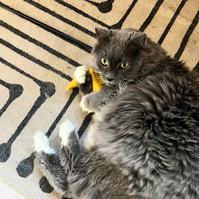 Precious Paws As  Every Paw Is Precious