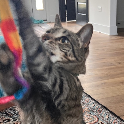 Precious Paws As  Every Paw Is Precious