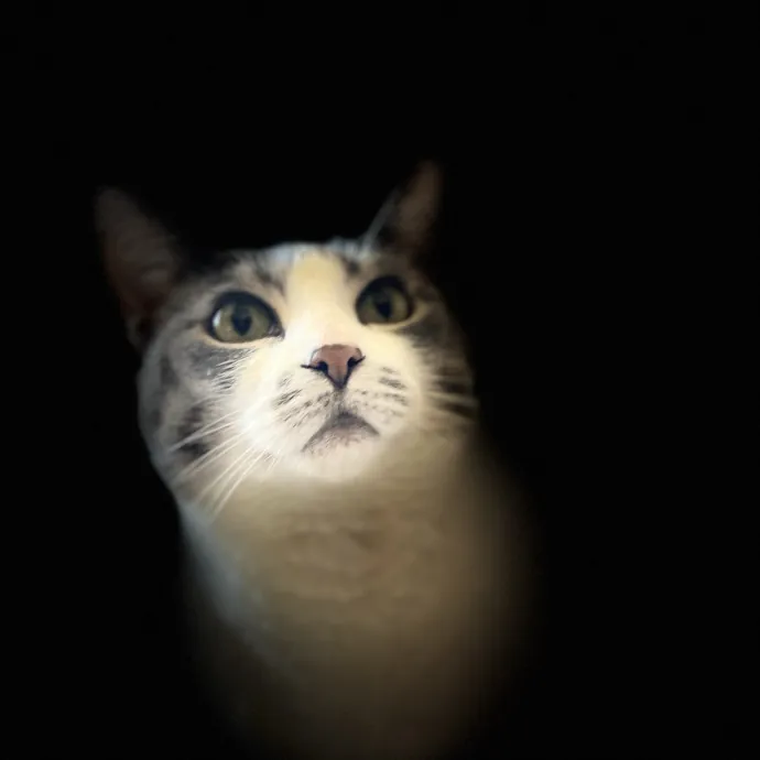 Precious Paws As  Every Paw Is Precious