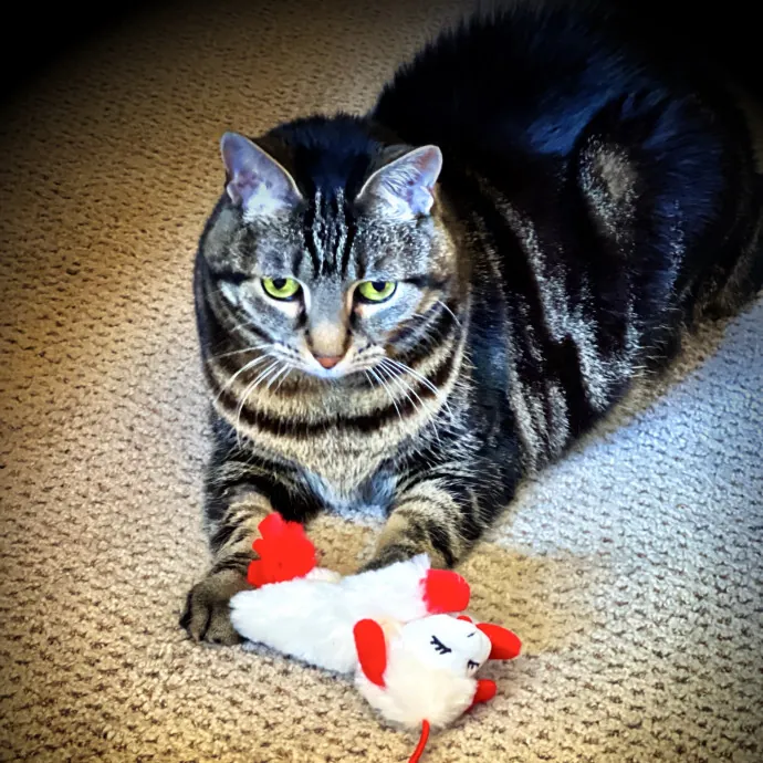 Precious Paws As  Every Paw Is Precious