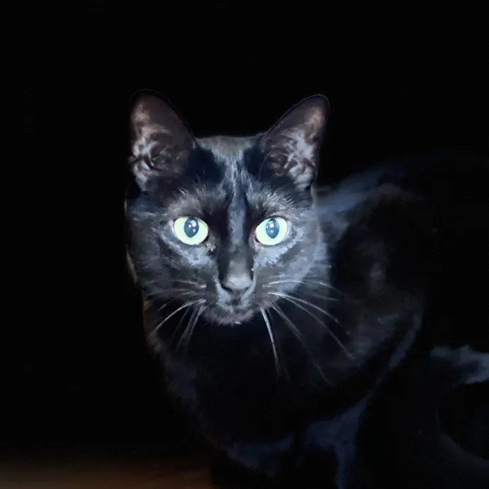 Precious Paws As  Every Paw Is Precious