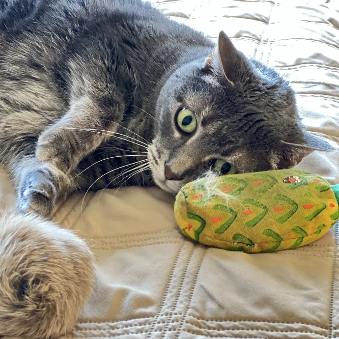 Precious Paws As  Every Paw Is Precious