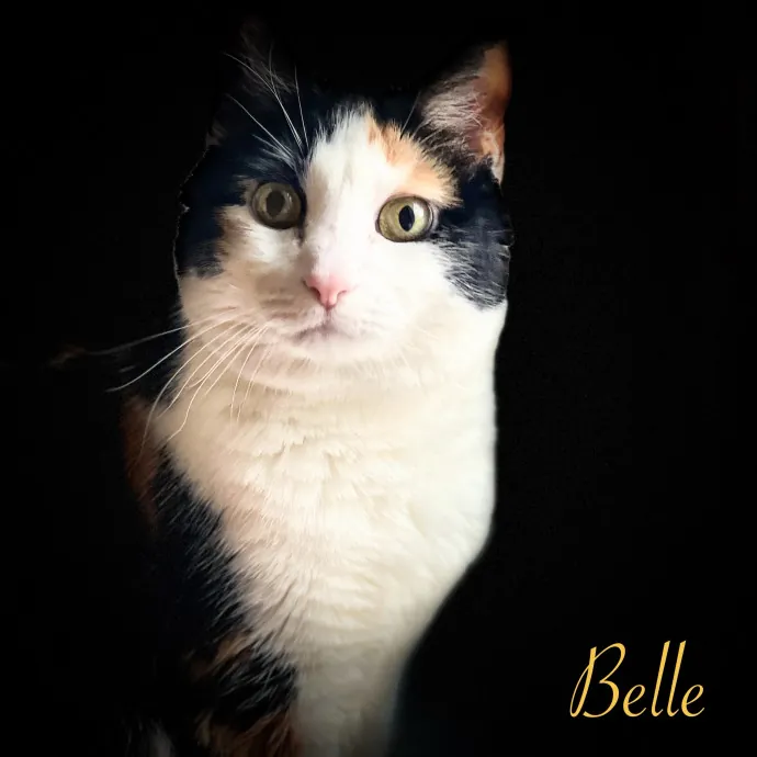 Precious Paws As  Every Paw Is Precious