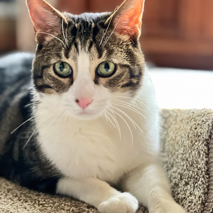 Precious Paws As  Every Paw Is Precious