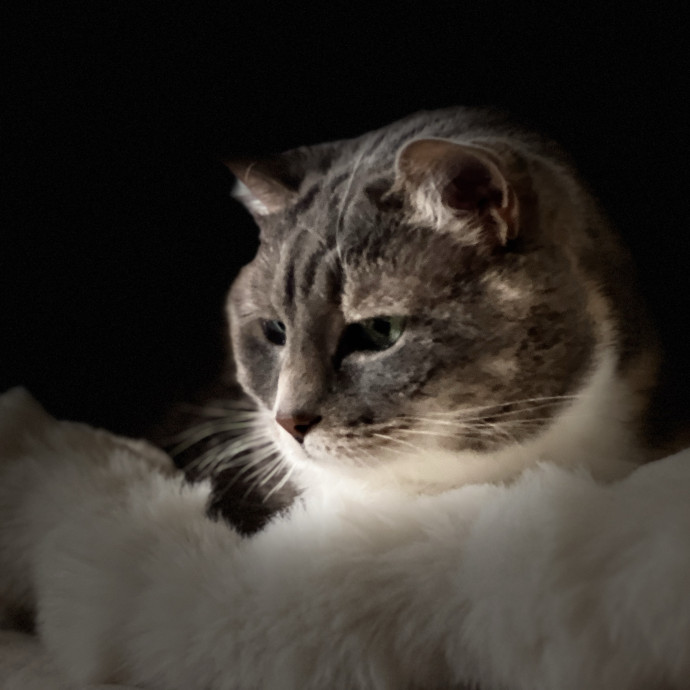 Precious Paws As  Every Paw Is Precious