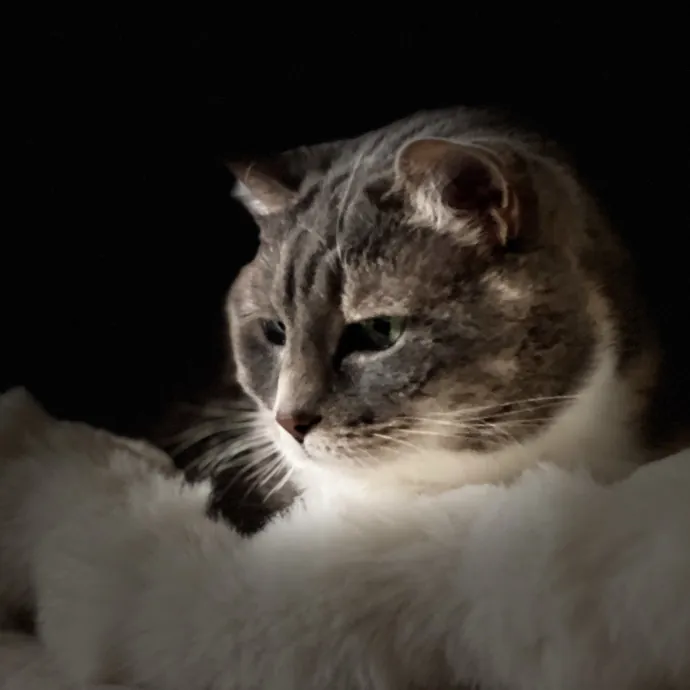 Precious Paws As  Every Paw Is Precious photo 3