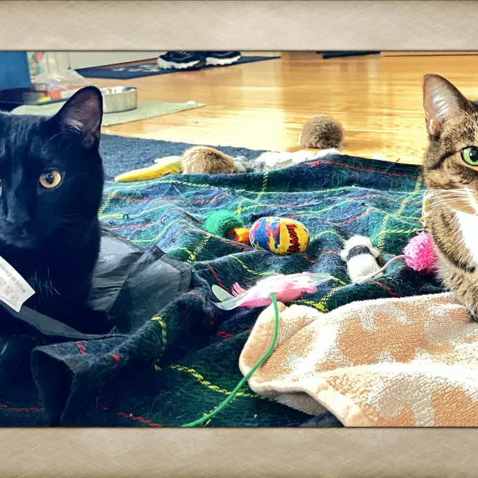 Precious Paws As  Every Paw Is Precious photo 2