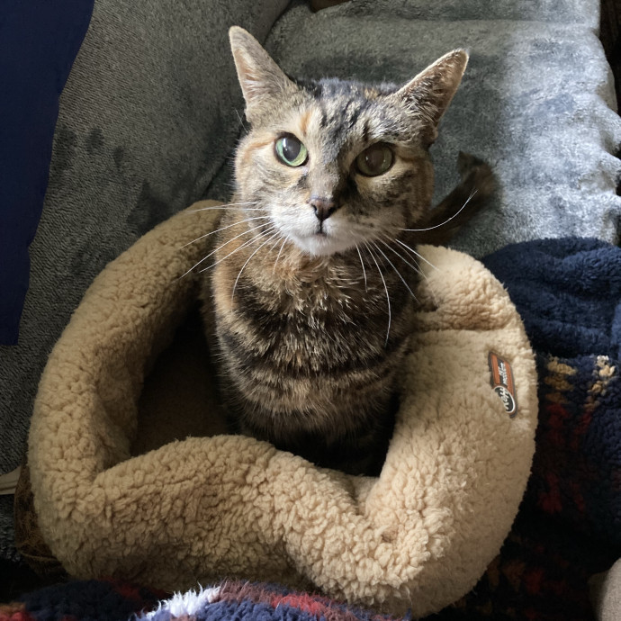 Extra Love For Senior Kitties