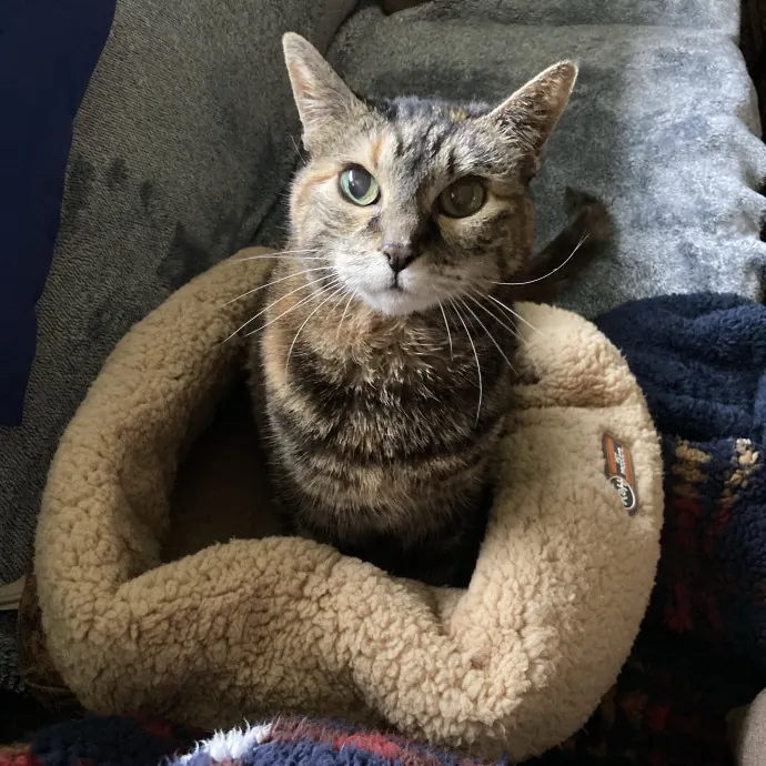Soft Spot For Senior Kitties