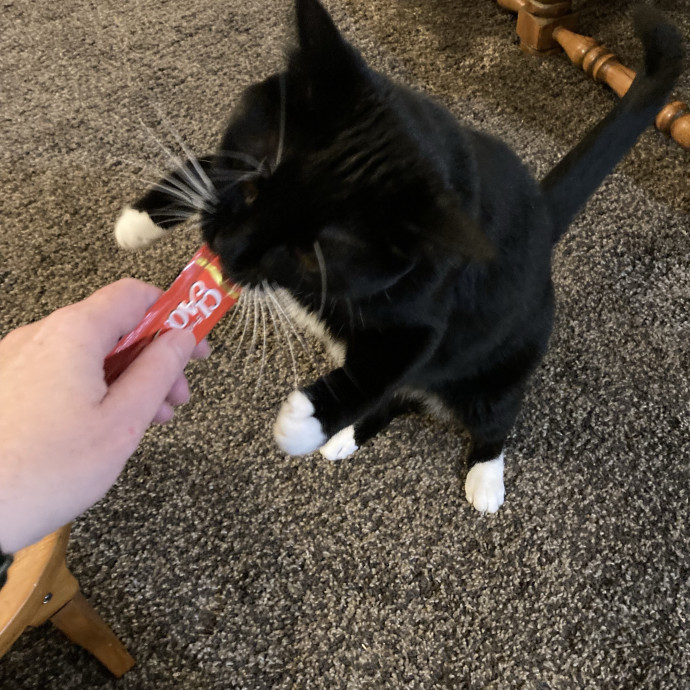 Extra Love For Senior Kitties