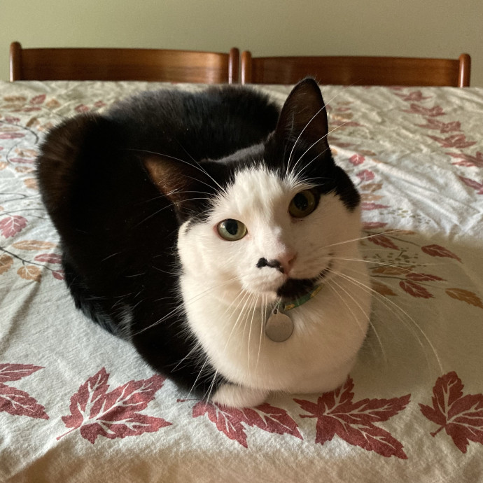 Extra Love For Senior Kitties