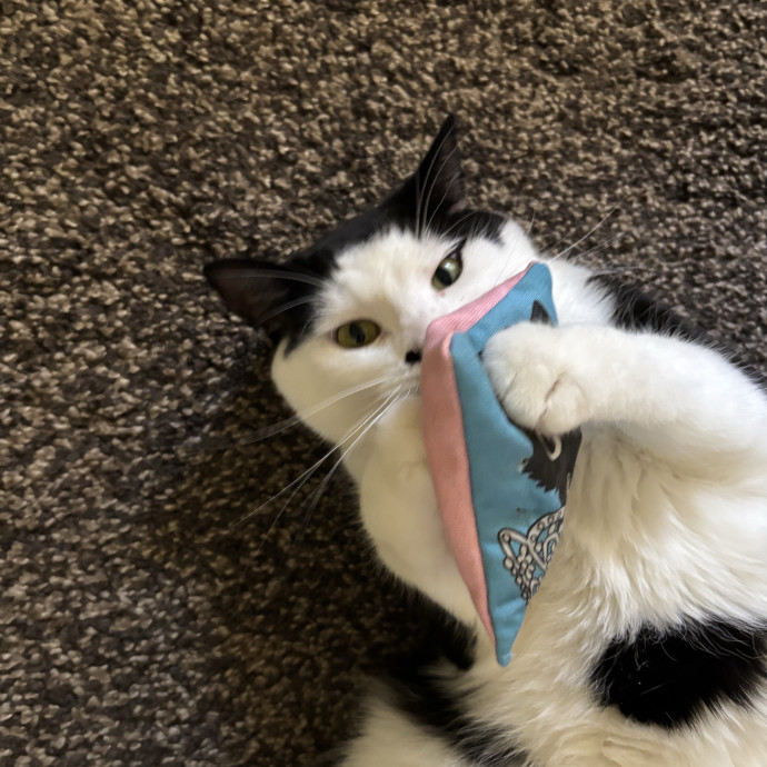 Extra Love For Senior Kitties photo 2