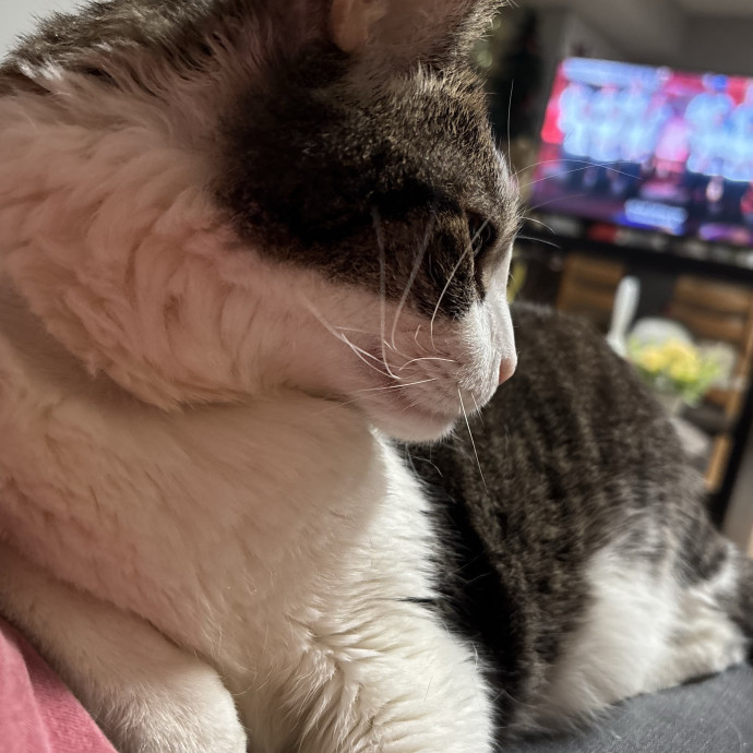 Cat Enthusiast Annelise photo 2