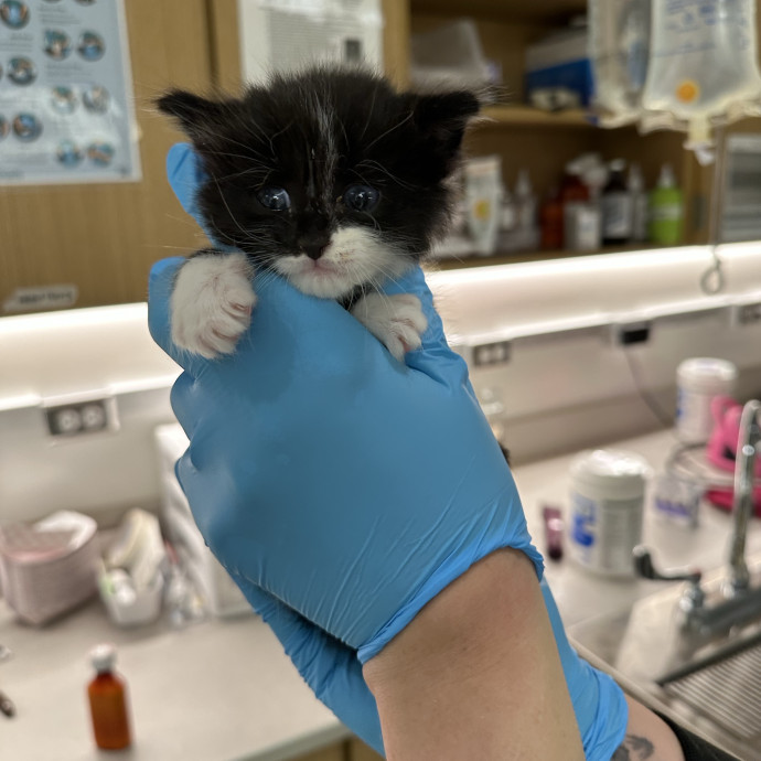 Kitty Obsessed Vet Assistant