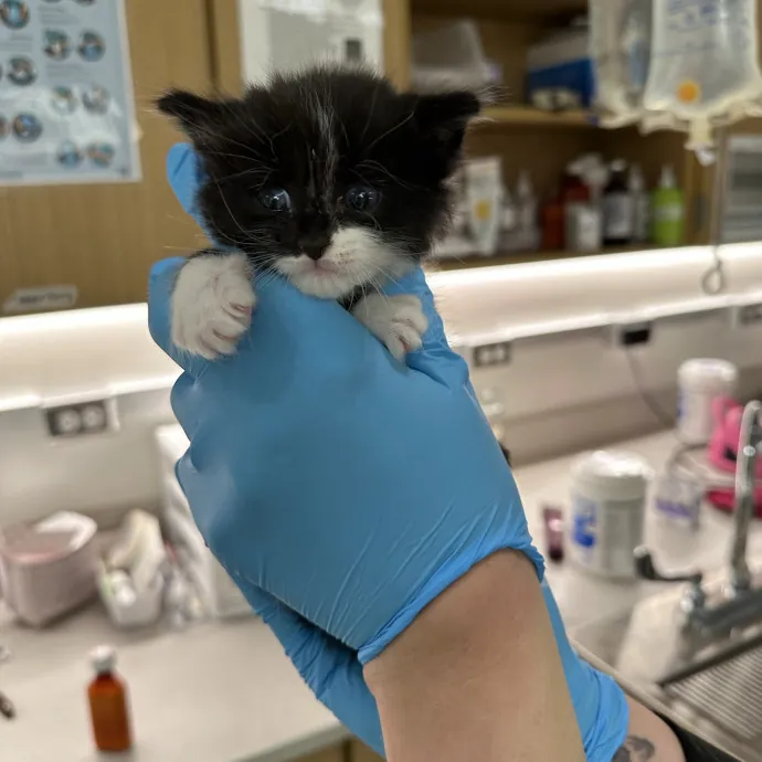 Kitty Obsessed Vet Assistant