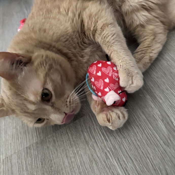 Kitty Obsessed Vet Assistant