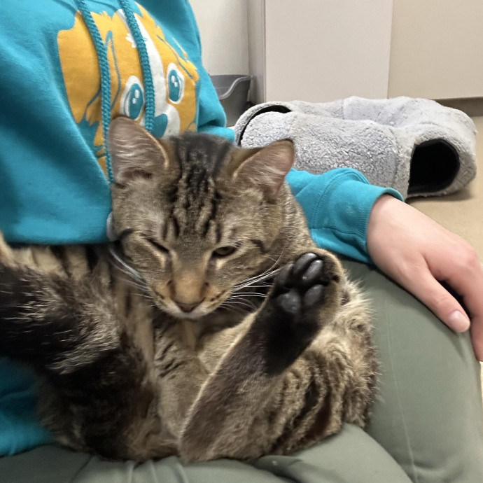 Kitty Obsessed Vet Assistant