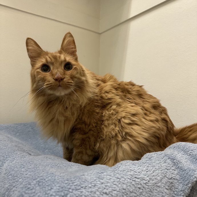 Kitty Obsessed Vet Assistant