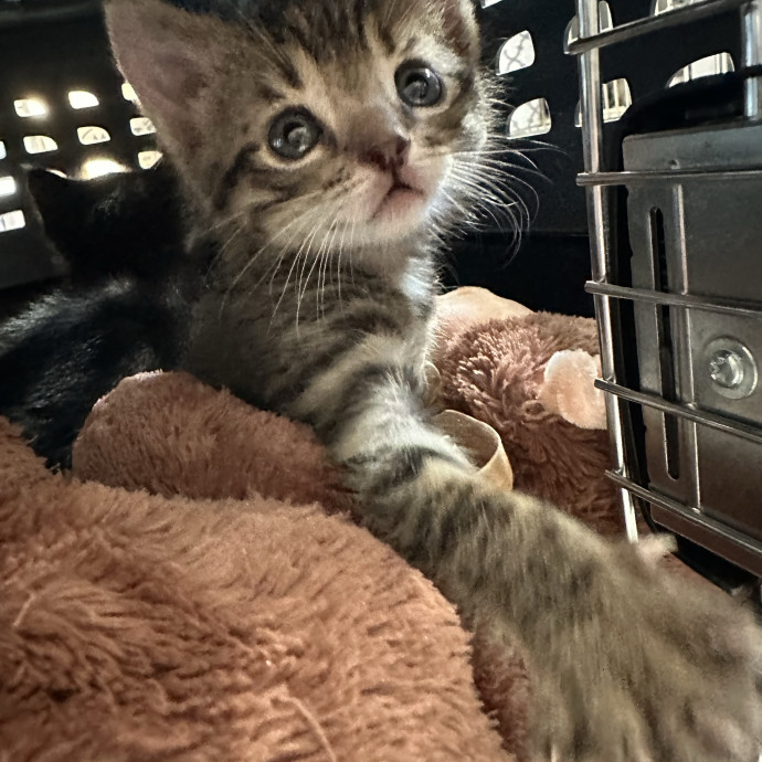 Kitty Obsessed Vet Assistant
