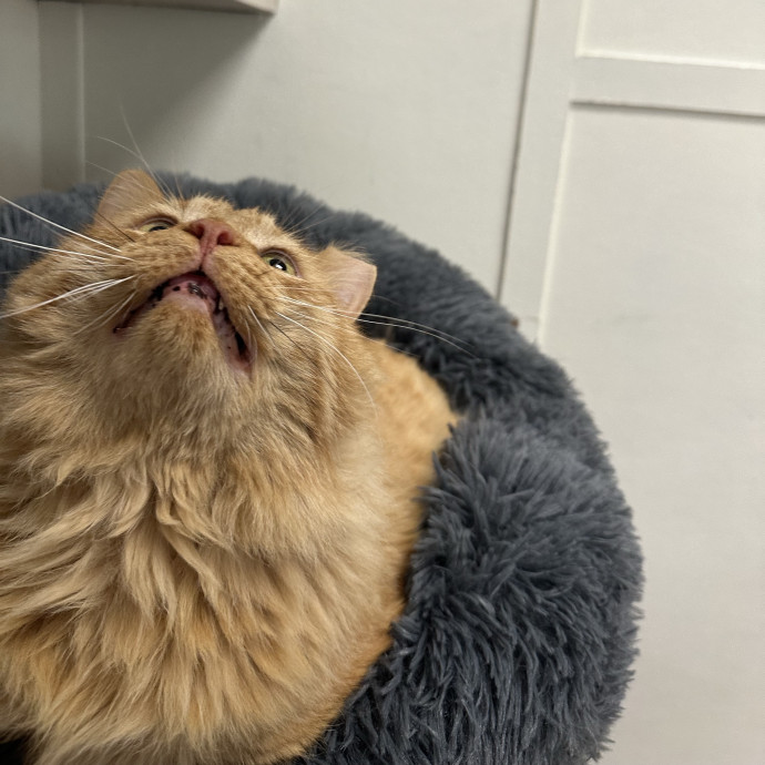Kitty Obsessed Vet Assistant