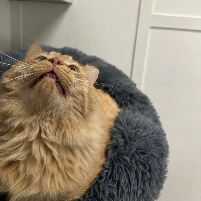 Kitty Obsessed Vet Assistant
