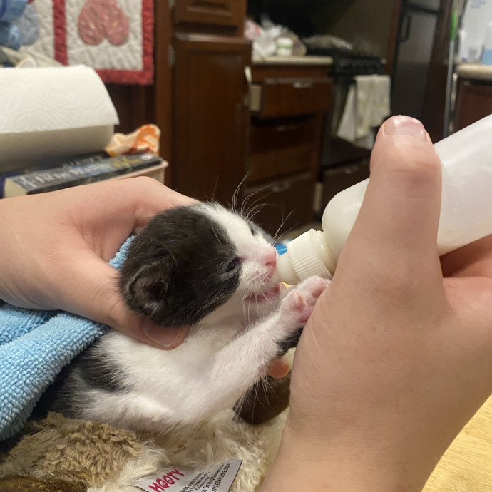 Kitty Obsessed Vet Assistant