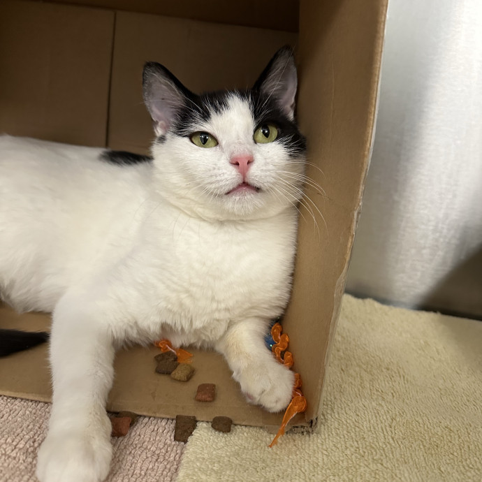 Kitty Obsessed Vet Assistant