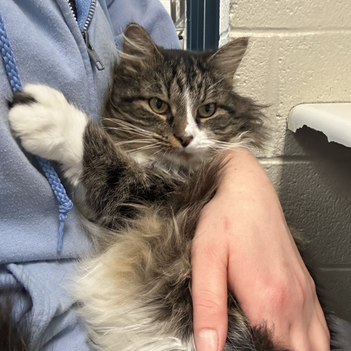 Kitty Obsessed Vet Assistant
