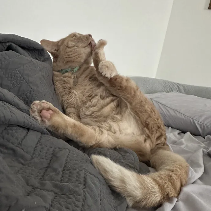 Kitty Obsessed Vet Assistant