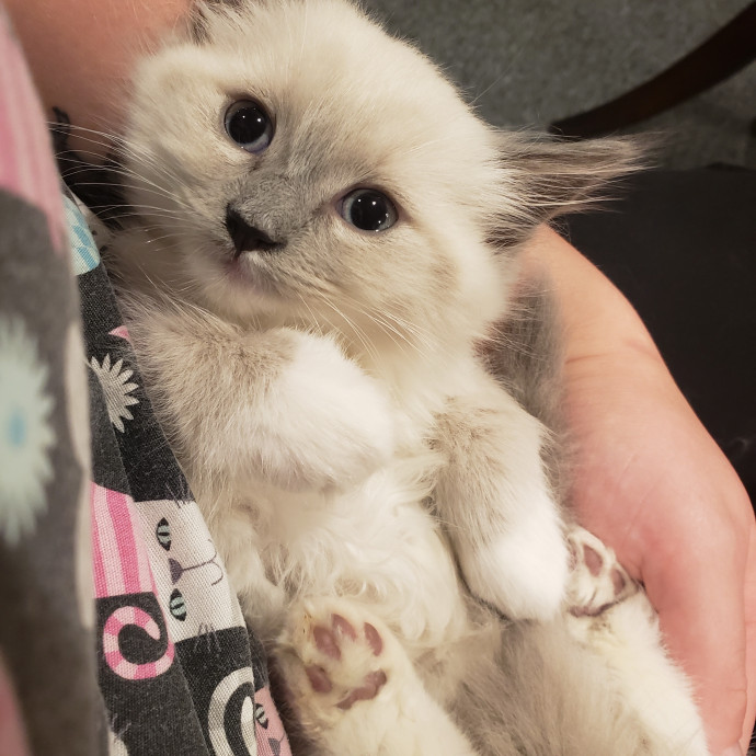 Kitty Obsessed Vet Assistant