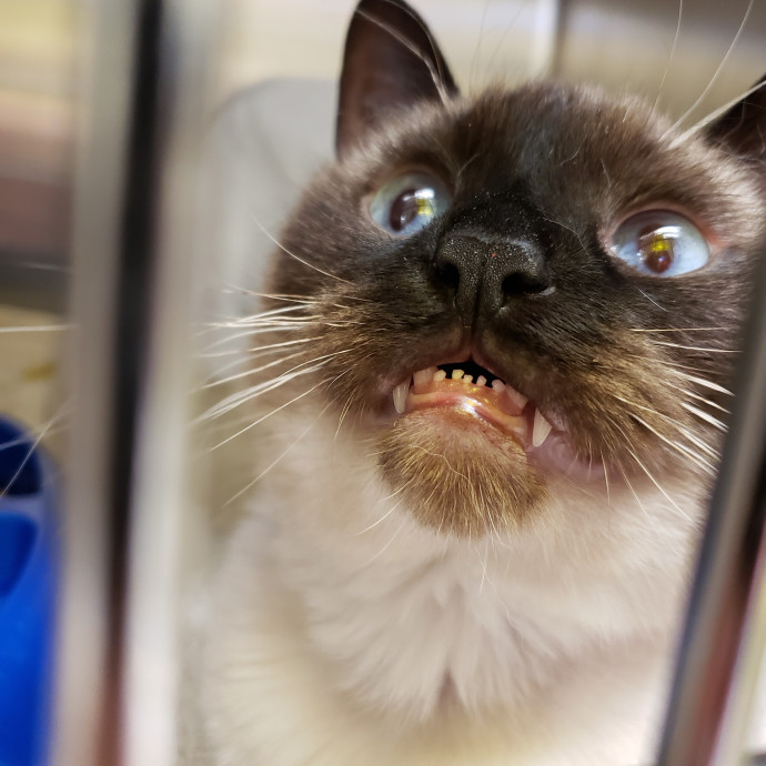 Kitty Obsessed Vet Assistant