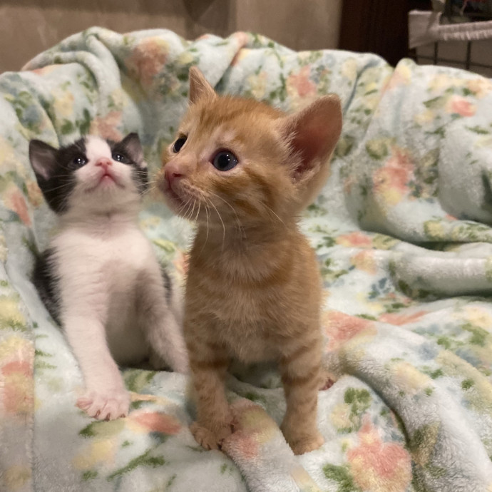 Kitty Obsessed Vet Assistant