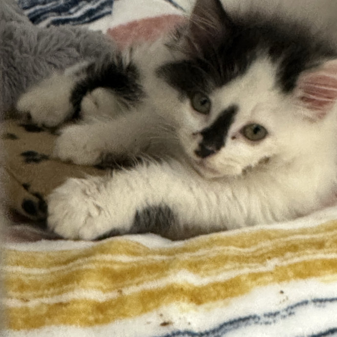 Kitty Obsessed Vet Assistant photo 3