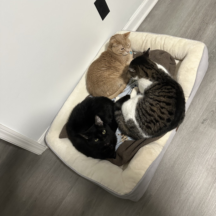 Kitty Obsessed Vet Assistant photo 2