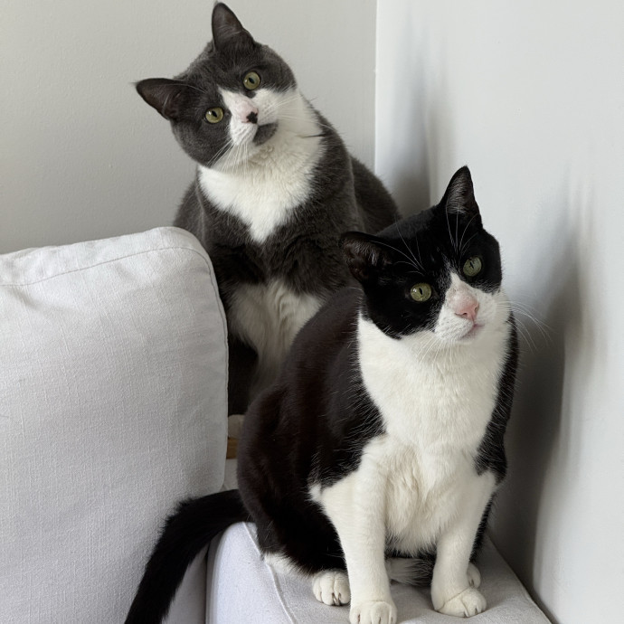Julio - Experienced Cat Dad Sitter photo 3