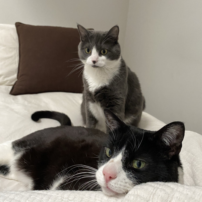 Julio - Experienced Cat Dad Sitter photo 2
