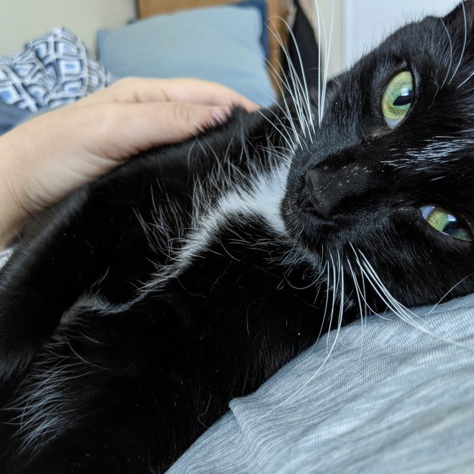 Cat Sitting By Myra