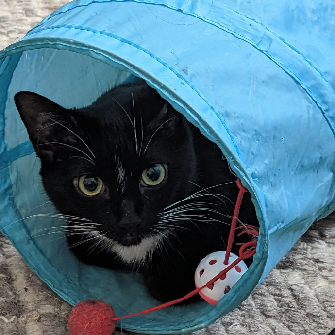 Cat Sitting By Myra