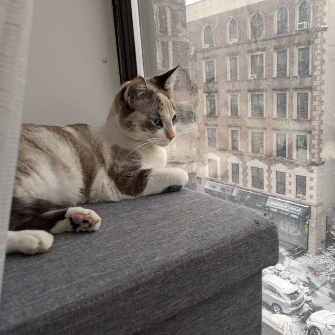 Cat Sitting By Myra photo 3
