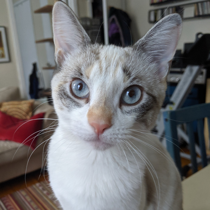 Cat Sitting By Myra photo 2
