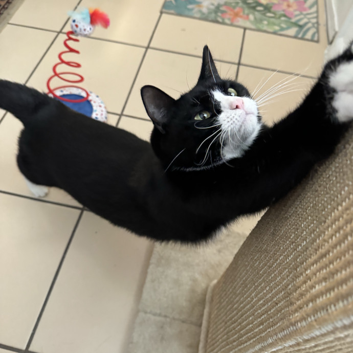 Trusted Cat Sitter